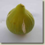 Goutte d'Or